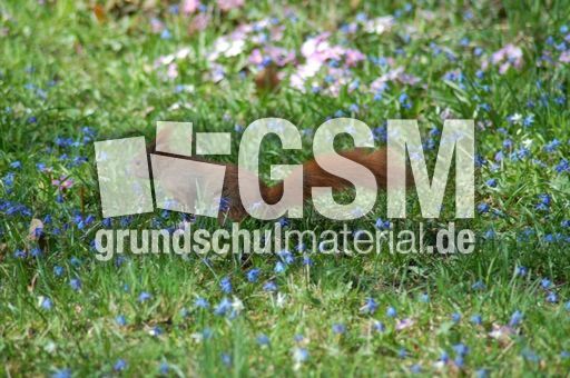 Eichhörnchen-Flucht 02.JPG